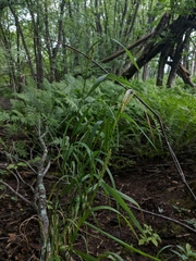 Elymus curvatus