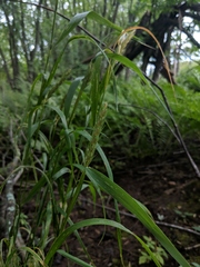 Elymus curvatus