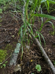 Elymus curvatus