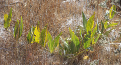 Asclepias vestita