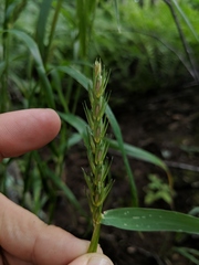 Elymus curvatus