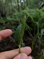 Elymus curvatus