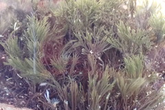 Chondria macrocarpa