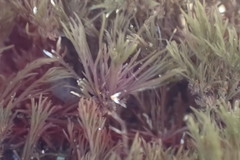 Chondria macrocarpa