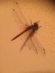 Sympetrum meridionale