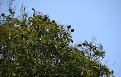 Bertholletia excelsa