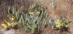 Asclepias vestita