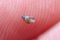 Eatoniella