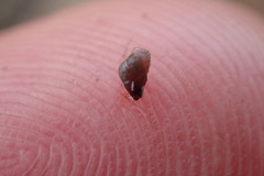 Eatoniella