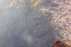 Eatoniella