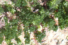 Caulerpa geminata