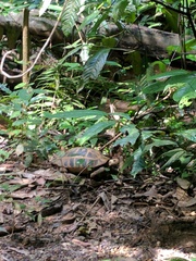 Indotestudo elongata