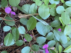 Galactia microphylla