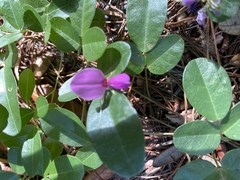 Galactia microphylla