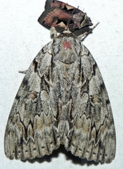 Catocala subnata