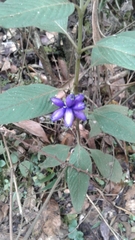 Coccocypselum lanceolatum