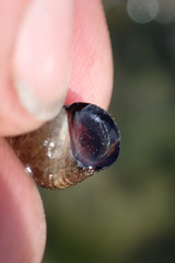 Austrolittorina cincta