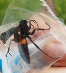 Anoplius semicinctus