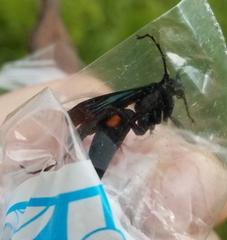 Anoplius semicinctus