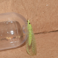 Pseudomallada perfectus