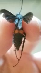 Anoplius semicinctus