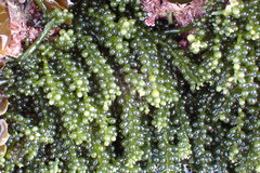 Caulerpa geminata