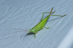 Neoconocephalus ensiger