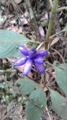 Coccocypselum lanceolatum