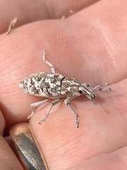 Cyphocleonus achates