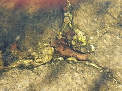 Austropotamobius pallipes