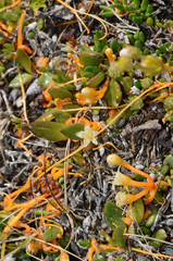 Cuscuta tasmanica