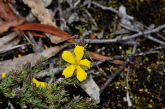 Hibbertia prostrata
