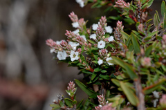 Leucopogon collinus