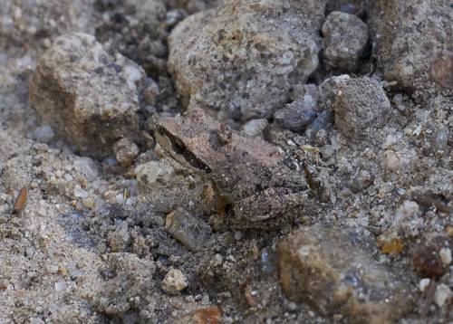 iNaturalist observation photo of Pacific chorus frog