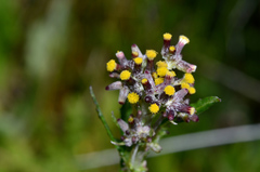 Senecio glomeratus