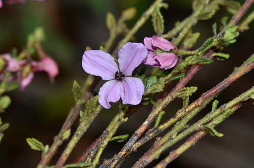 Image of Tetratheca labillardierei by (c) James (Jim) Duggan, some rights reserved (CC BY-SA)
