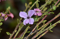 Tetratheca labillardierei