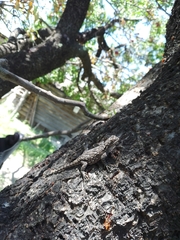 Sceloporus lemosespinali