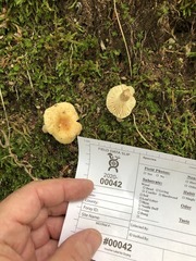 Russula earlei