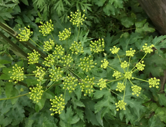 Tordylieae