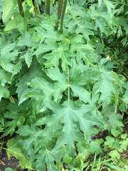 Tordylieae