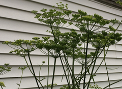 Tordylieae