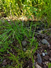 Panicum philadelphicum