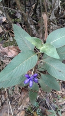 Coccocypselum lanceolatum