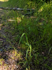 Echinochloa muricata microstachya