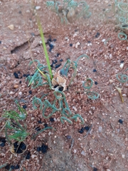Albuca viscosa