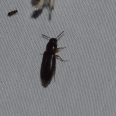 Rushia californica