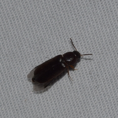 Rushia californica