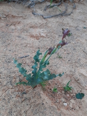 Freesia viridis crispifolia
