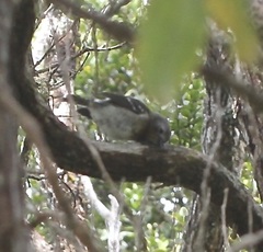 Chasiempis sclateri